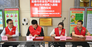阳江阳春：种植水稻有了收入保险