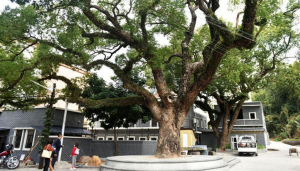 中山首家乡村振兴研究院成立