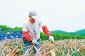 江门台山四九镇“甜蜜果实”成熟上市 当地农户无私传授种植技术