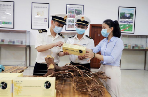 河源海关为企业提供全流程指导，助力农产品畅销海外