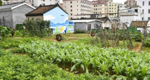 东莞长安：深入开展农村人居环境攻坚行动