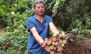 惠州博罗泰美：荔枝喜获丰收 果农笑开颜