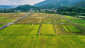 梅州：良田飘香 夏粮满仓