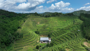 阳江阳春：好山好水出好茶