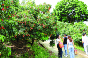 惠州湖镇：种植稀有品种荔枝为实现富民兴农注入新动力