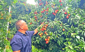 广州从化种植户廖庆华：带头种植井岗红糯 开辟致富新路径