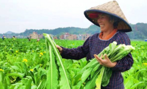 清远“连州菜心”百亿产业示范基地落户保安镇