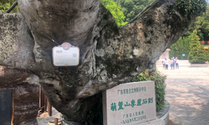 潮州市区49株古树有了“身份证”