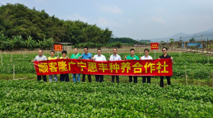 佛山顺德：“农超对接”300亩蔬菜基地签约 推动乡村振兴