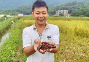 梅州丰顺：复耕有方 养虾有“稻”