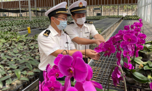 深圳高科技种苗花卉出口海外