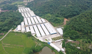 云浮：数字赋能，一人轻松养鸡3万羽