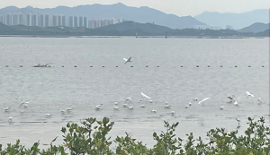 深圳湾公园文明观鸟渐成风