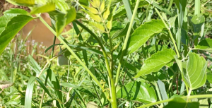 揭阳惠来：广东食品药品职业学院驻村工作队“开良方”，中药材种在“硒”望的土地上