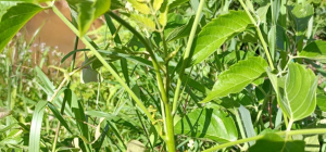 揭阳惠来：广东食品药品职业学院驻村工作队“开良方”，中药材种在“硒”望的土地上