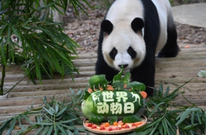 深圳野生动物园大熊猫小熊猫乐享“节日大餐”