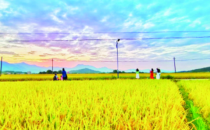 惠州惠东：金稻飘香 “丰”景如画