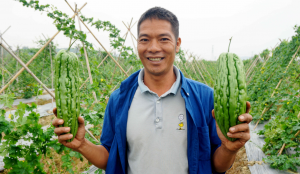 江门鹤山市共和镇：大凹村农户抢抓时节种植冬早蔬菜