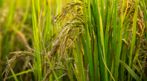 佛山高明推广使用水稻侧深施肥技术，助种粮大户提升晚稻产量