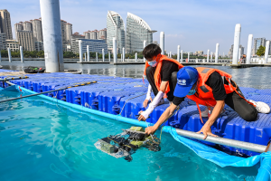 2022年全国水下机器人大赛在湛江拉开帷幕 2022年全国水下机器人大赛在湛江拉开帷幕
