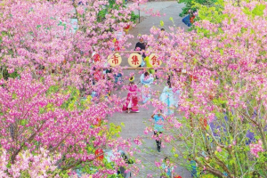 河源东源：2000多株大腹木棉竞相绽放