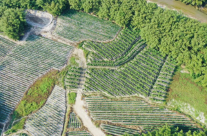 阳江阳春：荒地披“绿装”，110亩山薯带动村民就业
