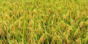 阳江：近90万亩晚稻进入收割期