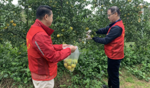 肇庆德庆：强化贡柑安全检测守护舌尖安全