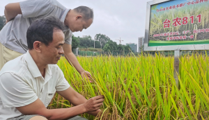 江门台山农技部门推出多个优良水稻品种