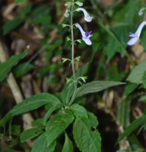 河源紫金发现筒冠花，系广东首次发现的新物种