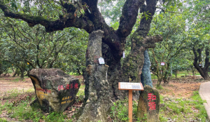 茂名高州：根子古树群上榜“广东十大最美古树群”