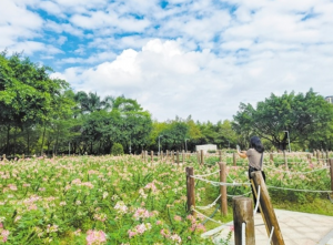 江门鹤山公园醉蝶花盛开 满园“蝴蝶”关不住