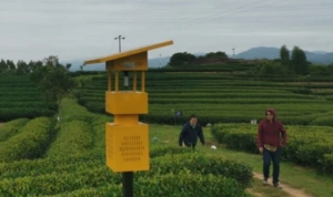 “茶中贵族”岩茶迁种惠州