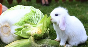兔年看兔 众多兔子入驻深圳野生动物园迎新春