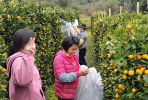 广州增城：花市重启 果场年橘销售旺