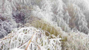 韶关乐昌多地迎来2023年的第一场雪 南国雪景吸引游客观赏 韶关乐昌多地迎来2023年的第一场雪 南国雪景吸引游客观赏