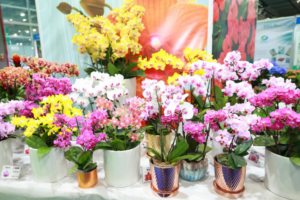 花业大消息！2024广州国际花艺节暨亚洲花卉产业博览会5月重磅来袭